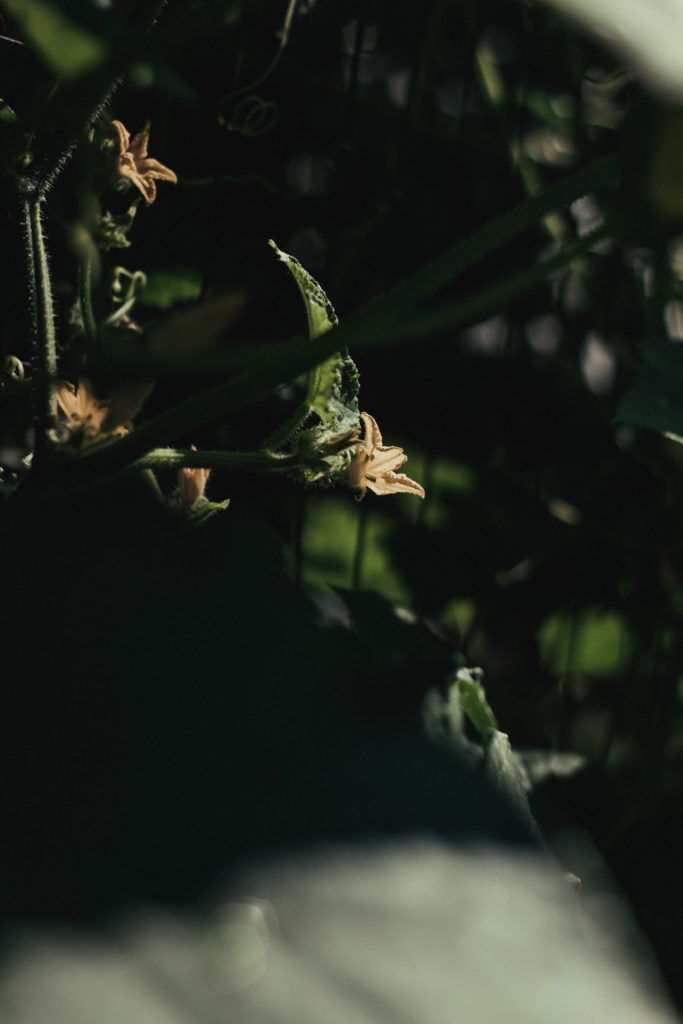 The Truncated Edit: Healthy Ways to Deal with Anxiety