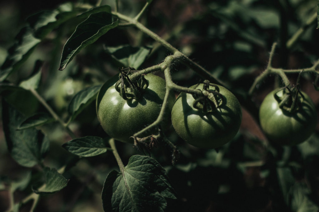 The Truncated Edit: Healthy Ways to Deal with Anxiety