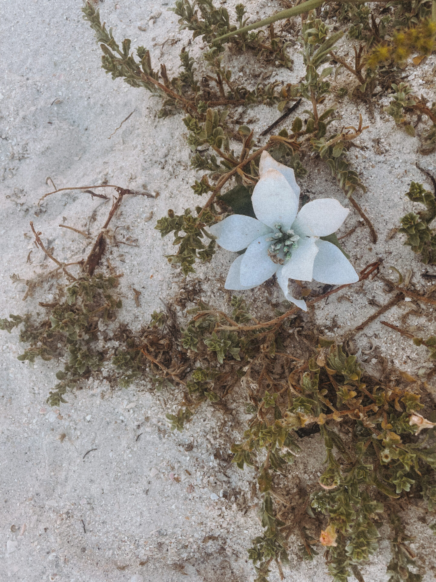 A flower in the sand on the beach